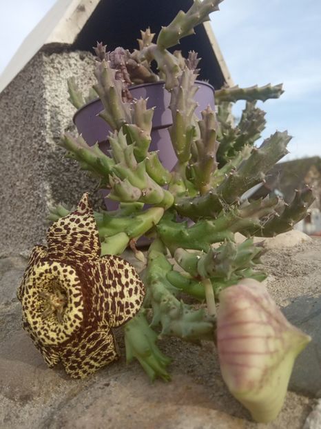  - Flori de apartament