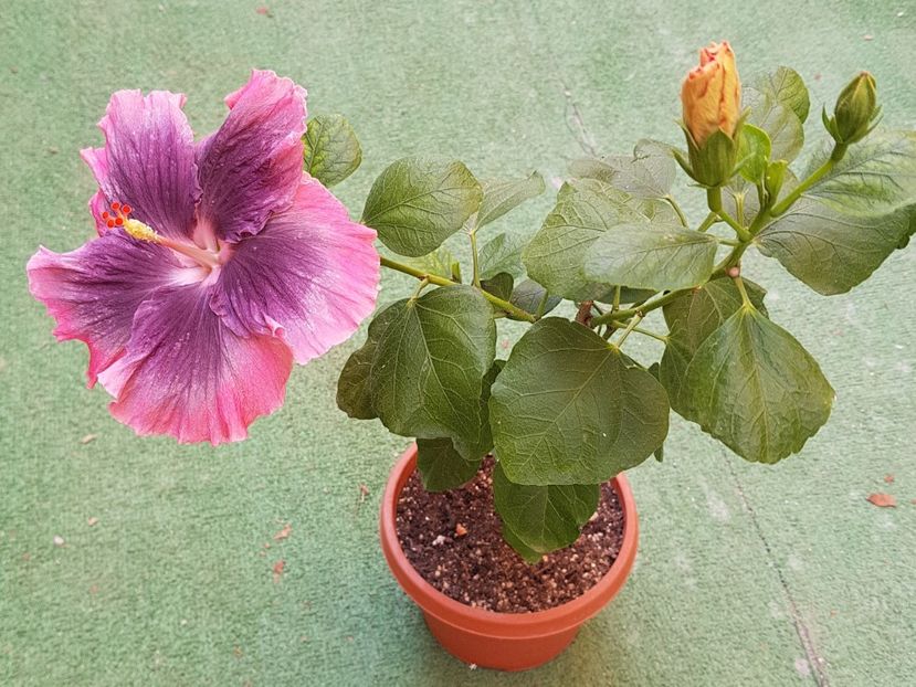  - 1-2 HIBISCUS