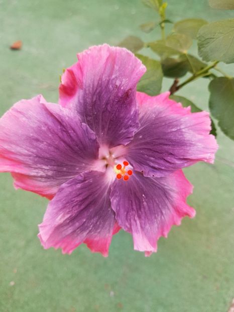  - 1-2 HIBISCUS