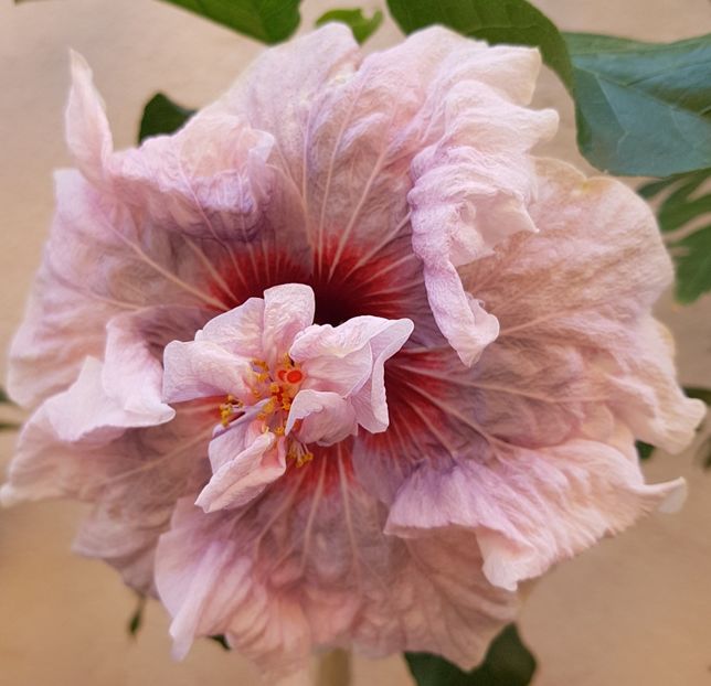  - 1-2 HIBISCUS