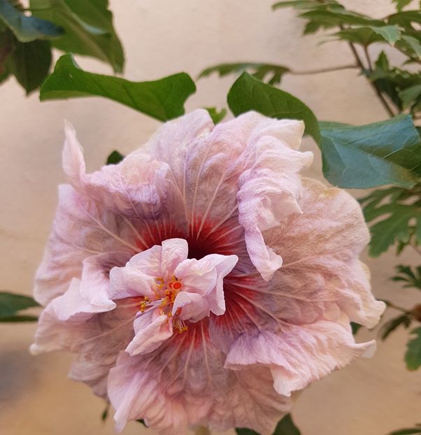  - 1-2 HIBISCUS