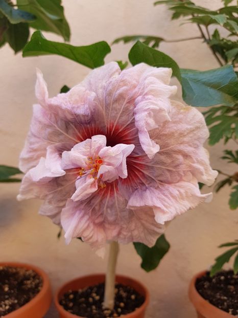  - 1-2 HIBISCUS