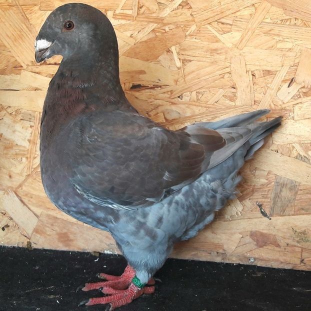  - 3---AGH DAȚI 2019 - 2025