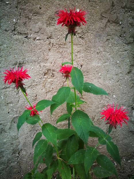  - Flori de grădină-2019