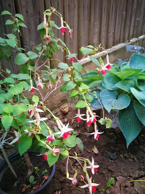  - Flori de grădină-2019