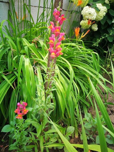  - Flori de grădină-2019