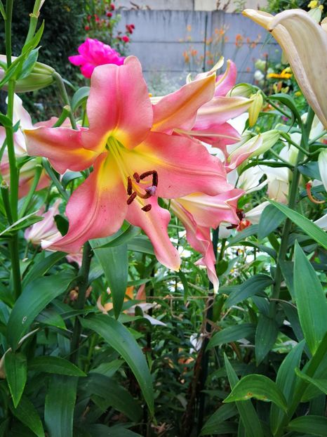  - Flori de grădină-2019