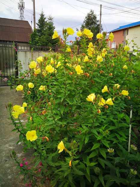  - Flori de grădină-2019
