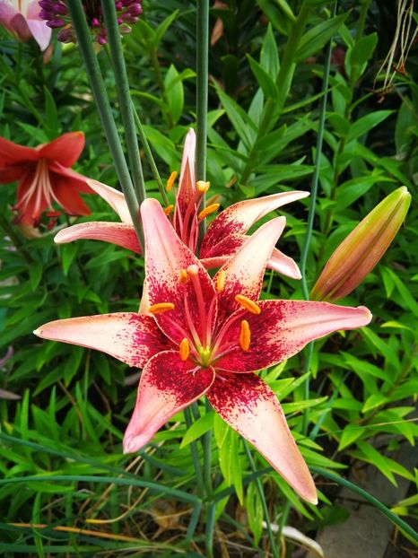  - Flori de grădină-2019