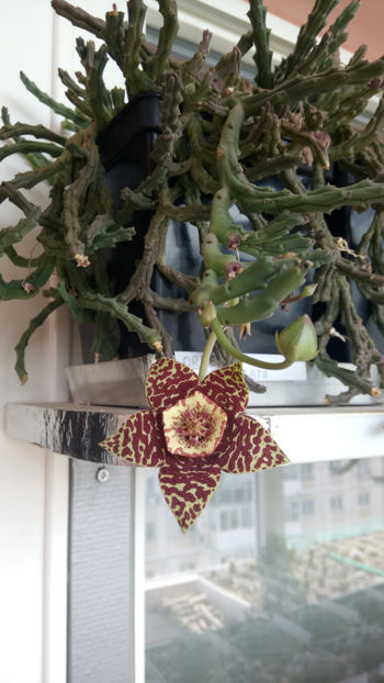 07.09.2019 - Orbea variegata