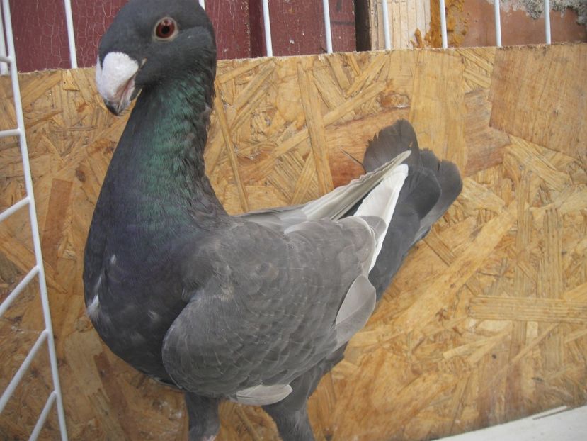 F 2019 - DE VINZARE 2019