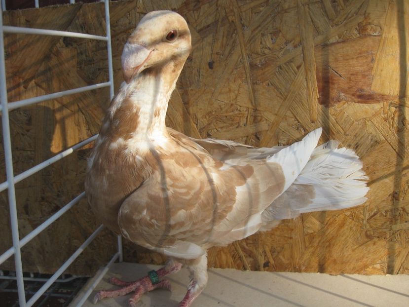 F 2019 - DE VINZARE 2019