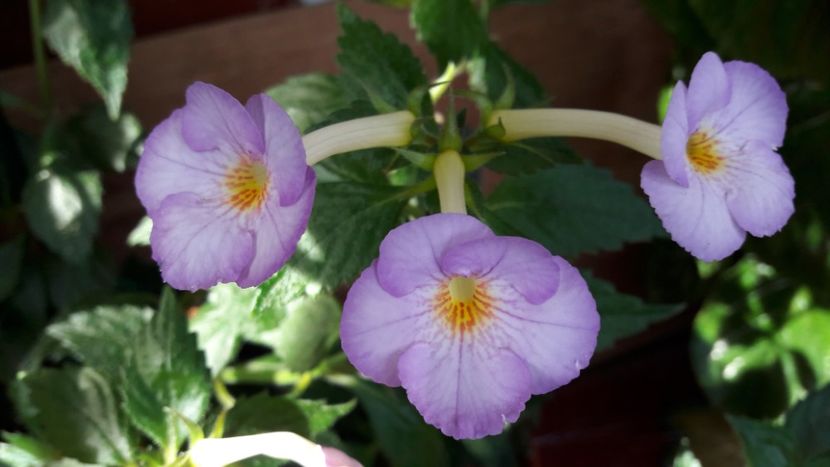 2019 - Raluca Saliba