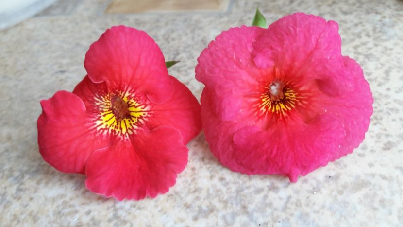 Dor si Dale Martens imp - 10 Achimenes 2019