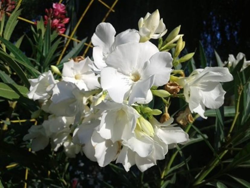 leandru flori albe duble parfumate - Produse livrate 2