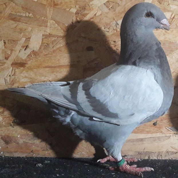  - 3---AGH DAȚI 2019 - 2025