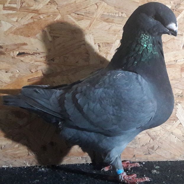  - 3---AGH DAȚI 2019 - 2025