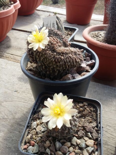  - cactusi 2019