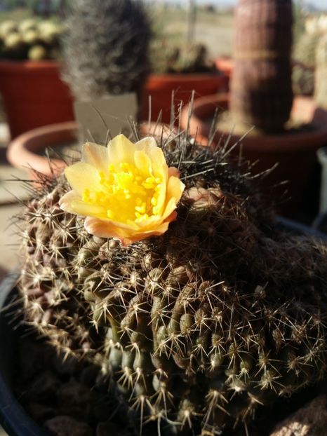  - cactusi 2019