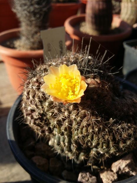  - cactusi 2019