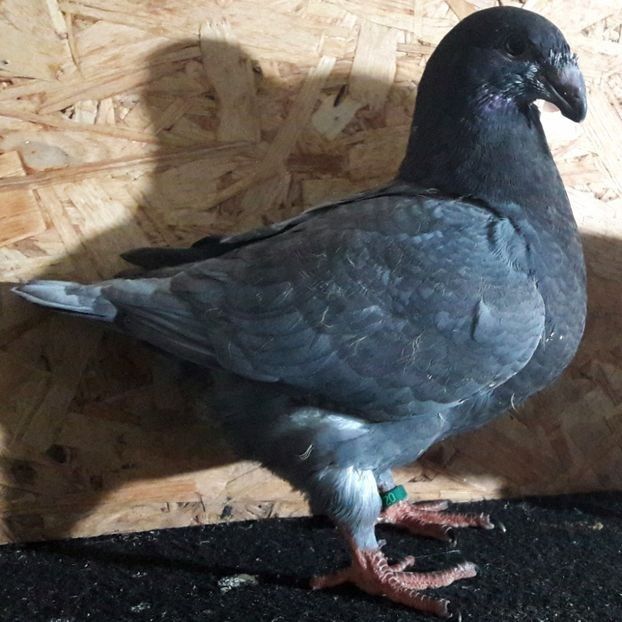  - 3---AGH DAȚI 2019 - 2025