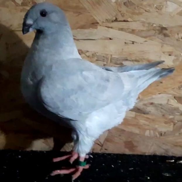  - 3---AGH DAȚI 2019 - 2025