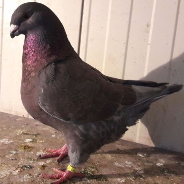  - 3---AGH DAȚI 2019 - 2025