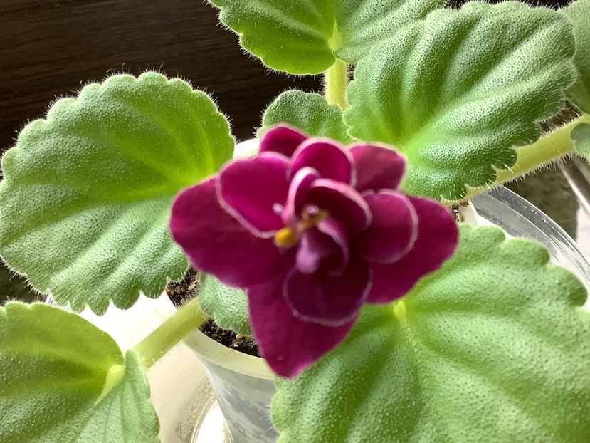  - Mac s Glacial Grape