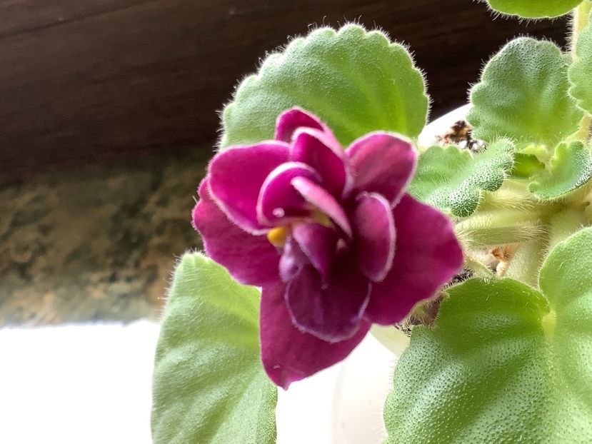  - Mac s Glacial Grape