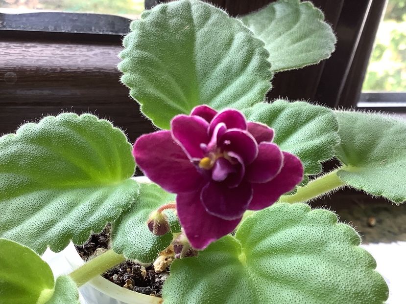  - Mac s Glacial Grape