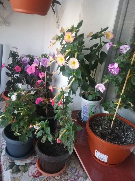  - 2016 achimenes