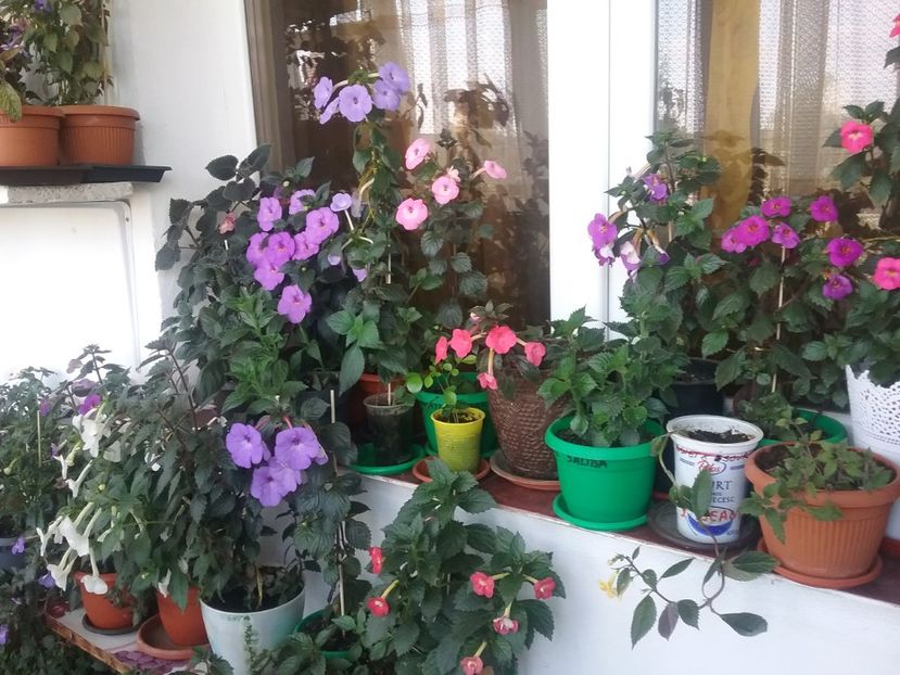  - 2016 achimenes