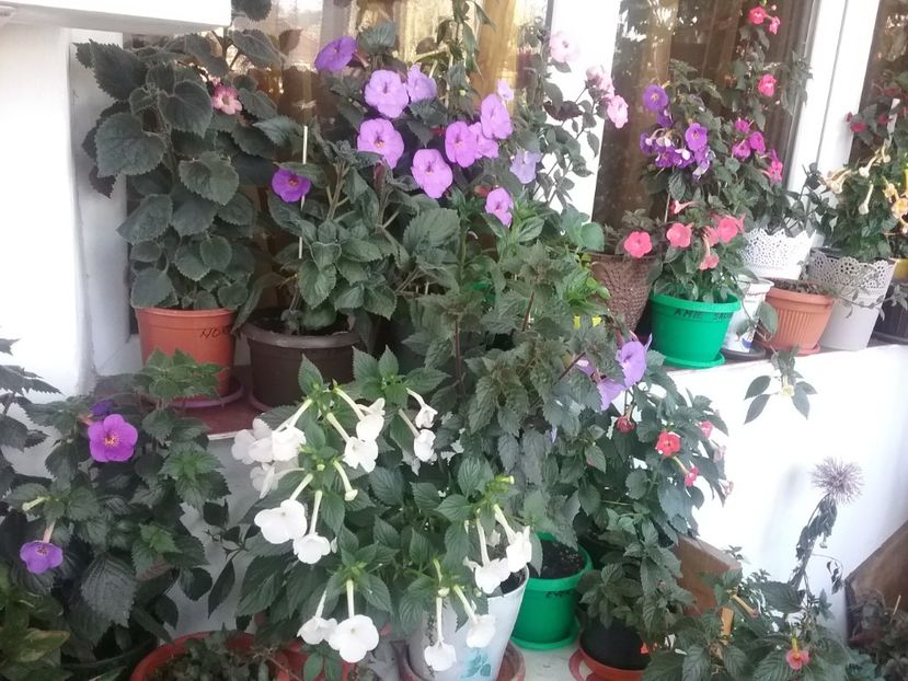  - 2016 achimenes