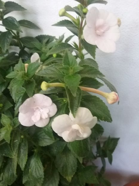  - Double Pink Rose