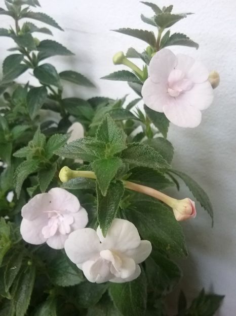  - Double Pink Rose