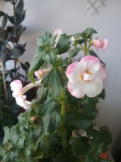  - 2016 achimenes
