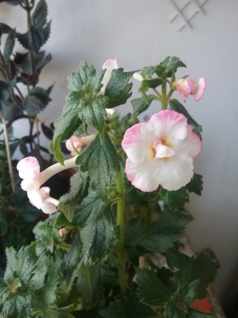  - 2016 achimenes
