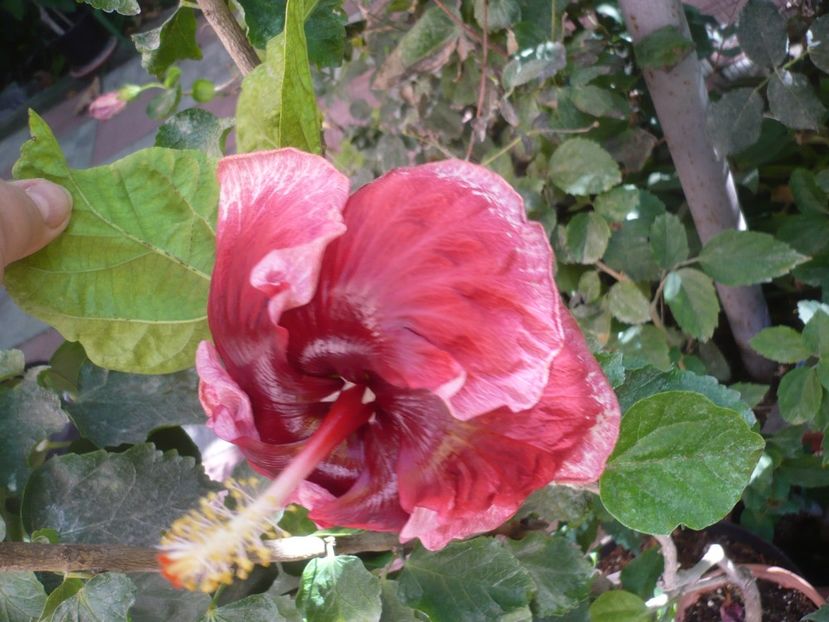 P1420979 - New Year s Day