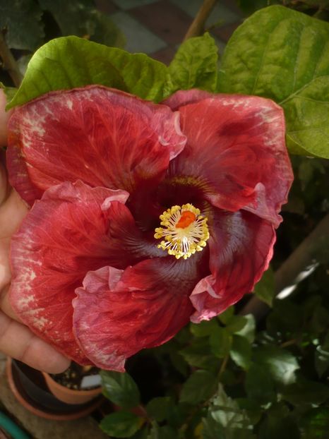 P1420980 - New Year s Day