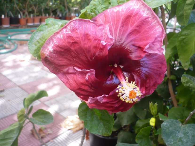 P1420993 - New Year s Day