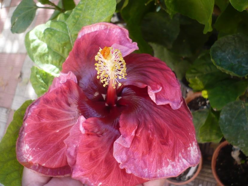 P1420995 - New Year s Day