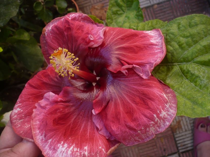P1420988 - HIBISCUSI 2019-3