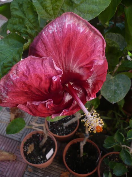 P1420989 - HIBISCUSI 2019-3