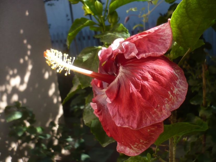 P1420984 - HIBISCUSI 2019-3