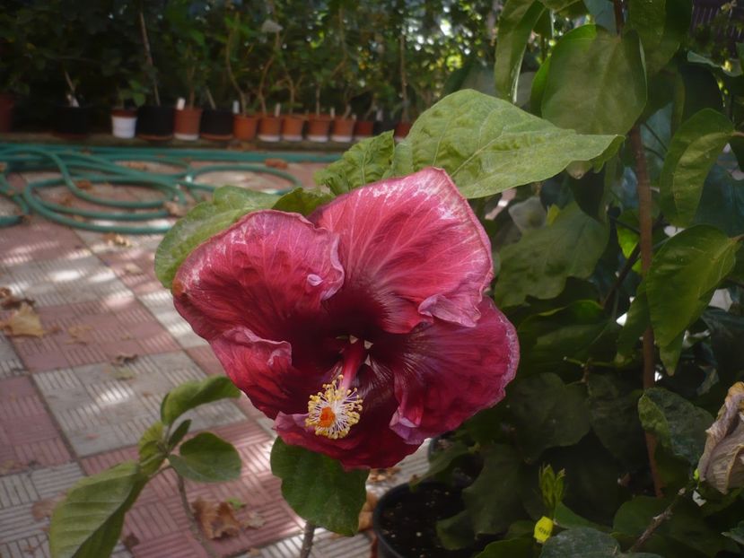 P1420992 - HIBISCUSI 2019-3