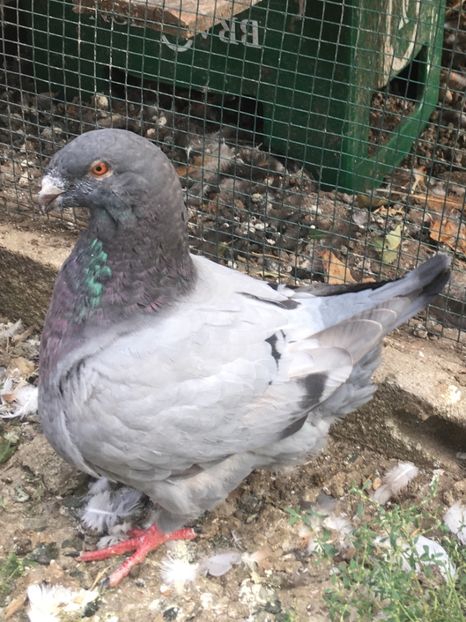 B991192B-AC6A-49FD-BE37-052419A67232 - Pui g homer 2019