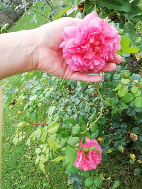  - Christopher Marlowe