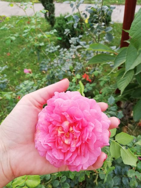  - Christopher Marlowe