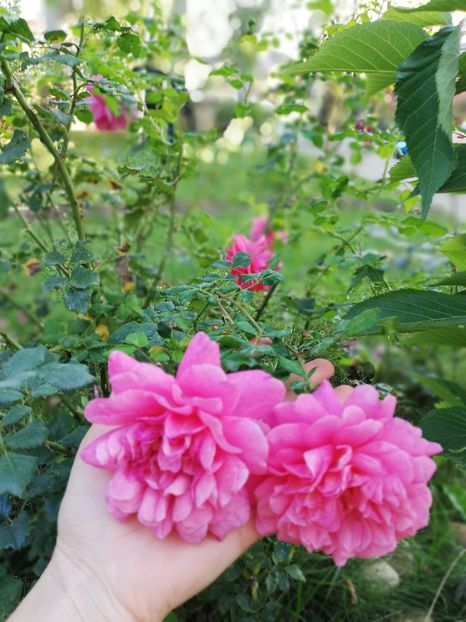  - Christopher Marlowe