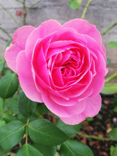  - Princess Alexandra of Kent